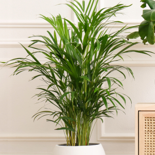 Sadenica Palm Dypsis lutescens v 1-2 litrovej nádobe